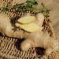 Molten Gold ppaf Ginger - Hedychium - Live Plant FJ