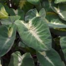 Tropical Storm Elephant Ear - Colocasia esculenta FJ