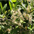 Leccino Olive Tree - Olea europaea FJ
