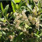 Leccino Olive Tree - Olea europaea FJ