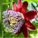 Granadilla Passion Fruit Vine - Passiflora quadrangularis - Live Plant FJ