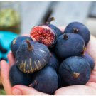 Black Mission Fig - Ficus carica - Live Plant FJ