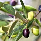 Chemlali Olive Tree - Olea europaea FJ