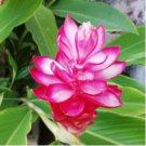 Hot Pink Ginger - Alpinia purpurata - Live Plant FJ