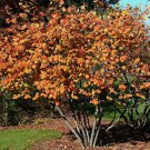 American Hazelnut, (Filbert), Corylus americana 4 Seeds FJ