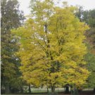 Kentucky Coffee, Gymnocladus dioicus Tree 4 Seeds FJ