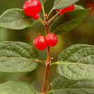 Arnold Red Tatarian Honeysuckle, Lonicera tatarica Arnold Red, Shrub 20 Seeds FJ