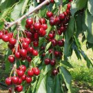 Sweet Cherry, (Mazzard Cherry), Prunus avium, Tree 5 Seeds FJ