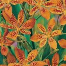 Blackberry Lily, Belamcanda chinensis, Perennial 30 Seeds FJ