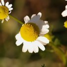 German Chamomile - Matricaria chamomile (Hardy Annual, Fragrant, Medicinal) FJ