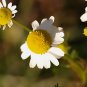 German Chamomile - Matricaria chamomile (Hardy Annual, Fragrant, Medicinal) FJ