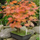 Korean Maple, Acer pseudosieboldianum, Tree 10 Seeds FJ