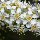 Black Cherry, Prunus serotina, Tree 10 Seeds FJ