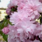 Japanese Flowering Cherry, Prunus serrulata, Tree 5 Seeds FJ