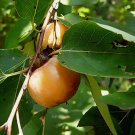 American Persimmon, Diospyros virginiana, Tree 5 Seeds FJ