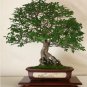Japanese Zelkova, Zelkova serrata, Tree 20 Seeds FJ