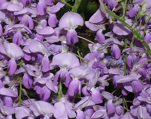 Blue Chinese Wisteria Vine, Wisteria sinensis 4 Seeds FJ