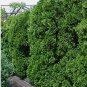 American Arborvitae, White cedar, Thuja occidentalis, Tree 50 Seeds FJ