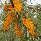 Sea Buckthorn, Hippophae Rhamnoides, Shrub 30 Seeds FJ