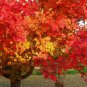 Red Maple, Acer rubrum, Northern Source, Tree 30 Seeds FJ