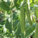 Peas - Sugar Snap - Sugar Ann 20 Seeds FJ
