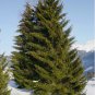 Norway Spruce, Picea abies, Tree 30 Seeds FJ