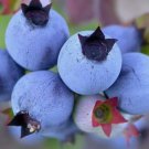 Lowbush Blueberry, Vaccinium angustifolium 30 Seeds FJ