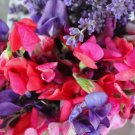 Fragrant Sweet Pea - Royal Family Mix, (Lathyrus odoratus) 30 Seeds FJ