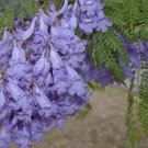Blue Jacaranda, Jacaranda Mimosifolia, Tree 20 Seeds FJ