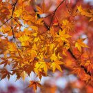 Painted Maple, Acer truncatum mono (Acer pictum), Tree 20 Seeds FJ