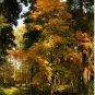 Painted Maple, Acer truncatum mono (Acer pictum), Tree 20 Seeds FJ