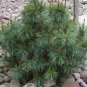 Japanese Stone Pine, Pinus pumila, Tree 10 Seeds FJ
