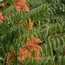 Tree of Heaven, Ailanthus altissima, Tree 30 Seeds FJ