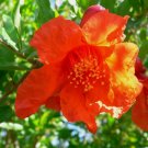 Pomegranate, Punica granatum, Tree 30 Seeds FJ
