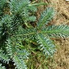 Blue Balsam Fir, Abies balsamea Cooks Blue, Tree 30 Seeds FJ