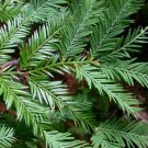 California Redwood, Sequoia sempervirens, Tree 10 Seeds FJ