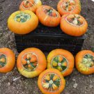 Turks Turban, (Turban Squash), Cucurbita maxima 10 Seeds FJ