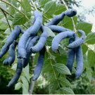 Blue Sausage Fruit, Decaisnea fargesii, Shrub 5 Seeds FJ