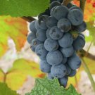 Amur Grape, Vitis amurensis, Vine 10 Seeds FJ