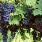 Amur Grape, Vitis amurensis, Vine 10 Seeds FJ