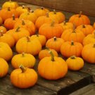 Jack Be Little Pumpkin, Cucurbita pepo 10 Seeds FJ