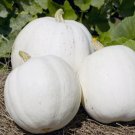 Casper White Pumpkin, Cucurbita pepo 20 Seeds FJ