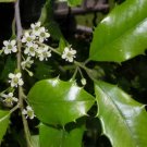 American Holly, Ilex opaca, Tree 30 Seeds FJ