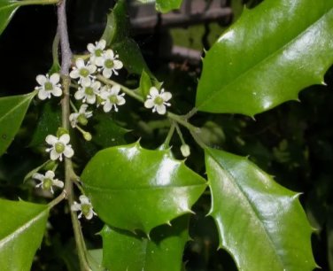 American Holly, Ilex opaca, Tree 30 Seeds FJ