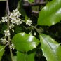 American Holly, Ilex opaca, Tree 30 Seeds FJ