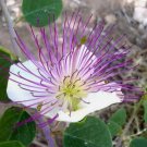 Caper Bush, Capparis spinosa 30 Seeds FJ
