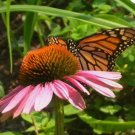 Purple Coneflower, Echinacea purpurea, Perennial 50 Seeds FJ Purple Coneflower, Echinacea purpurea, Perennial 50 Seeds FJ