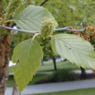 River Birch, (Black Birch), Betula nigra, Tree 50 Seeds FJ