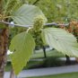 River Birch, (Black Birch), Betula nigra, Tree 50 Seeds FJ