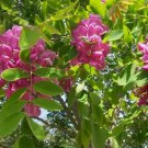 Arnot Bristly Locust, Robinia fertilis, Shrub 20 Seeds FJ